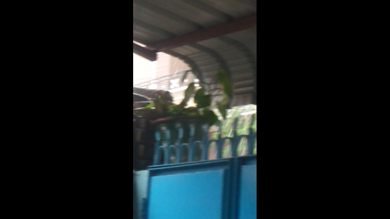 Today s special vlog rain in the morning