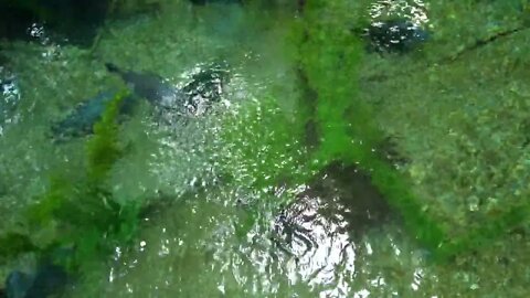 Large Fish Swimming Around In The Aquarium Tank