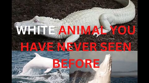 Most beautiful white animal you have never seen before