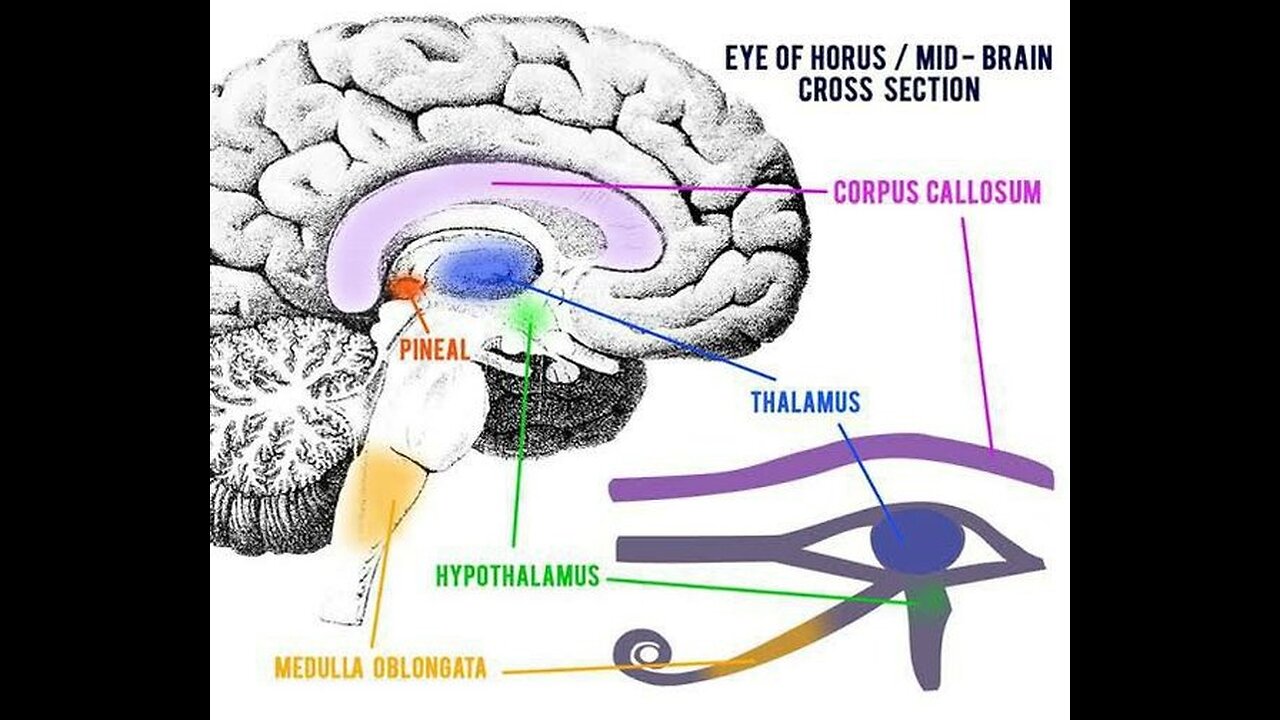 Perché la Ghiandola Pineale è nascosta sotto il cervello?