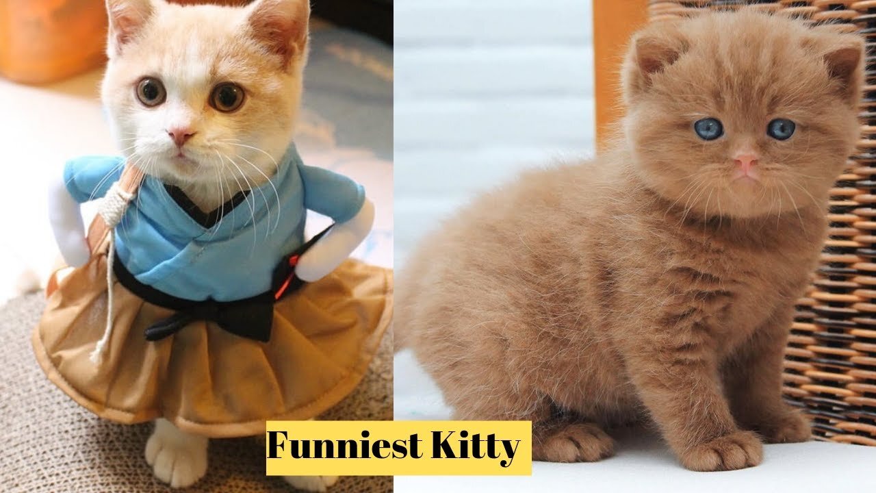 Funniest Kitty Ever | Cutest Kitty