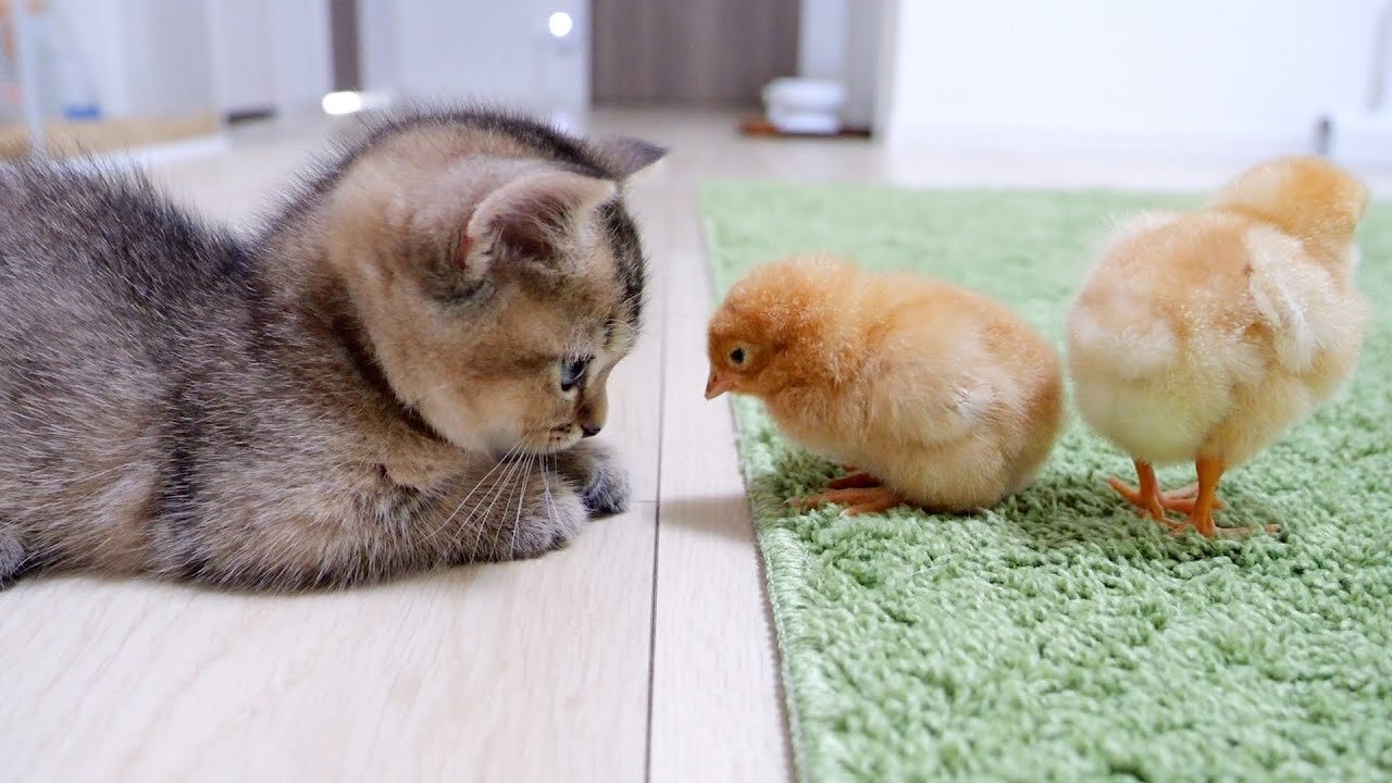 How kitten Kiki met tiny chicks for the first time 😺😺