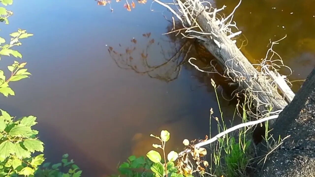 【各位老鐵不喜勿入可繞過】寂靜的小溪邊