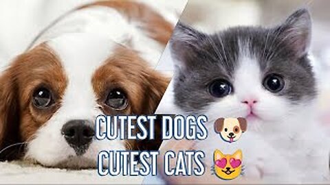 CUTEST CATS!!🐱🐱 Baby Cats Video Funny Animals Compilation😻😻