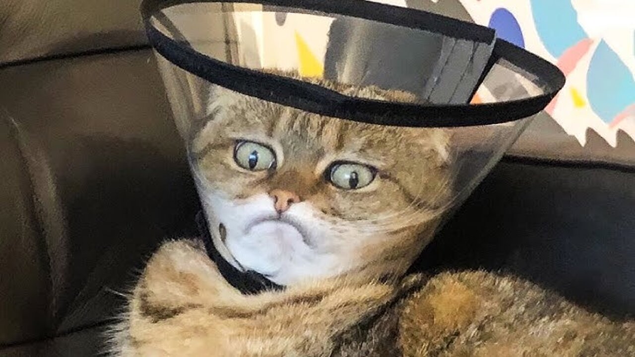 FUNNIEST Cats and Dogs Will Make You LOL! 😹 Try Not To Laugh! #149