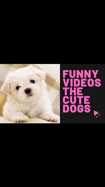 Funny Videos the cute dogs
