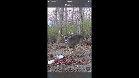 Blood tracking dog