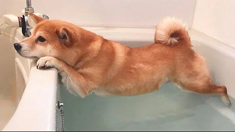 Funny Dogs Refuse To Take a Bath 🤣 Funny DOG videos 2024