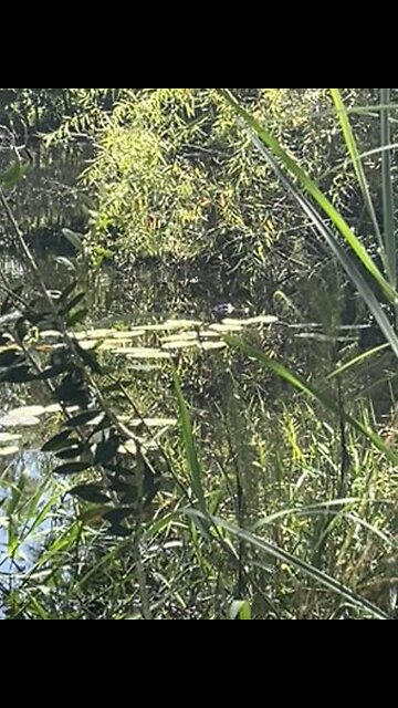 my new pet gator🐊