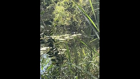 my new pet gator🐊