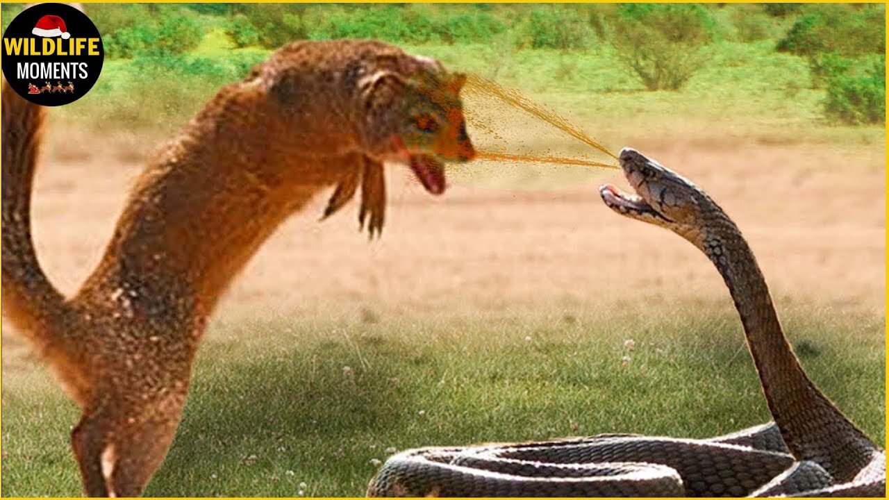 How does the mongoose kill the Cobra