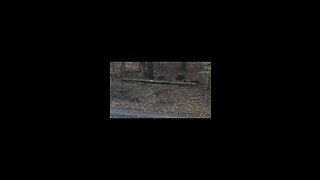 2022 Hunting Vlog 3. First Deer Kill on Film.