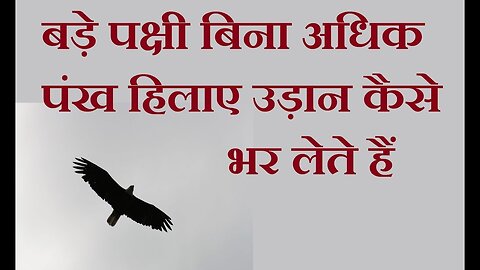 बड़े पक्षी बिना अधिक प्रयास के आकाश में इतनी ऊँची उड़ान कैसे भर लेते हैं