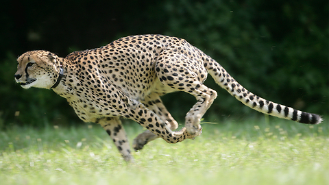 Sarah The Cheetah Becomes The Official Fastest Animal On Land