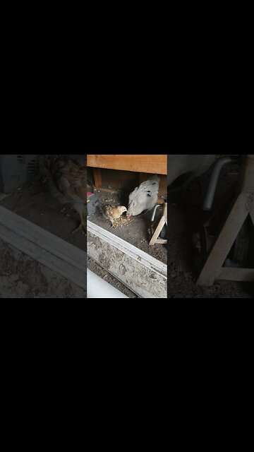 Momma Saying "Eat" #chickens #chickenshorts #backyardchickens #chickenlife