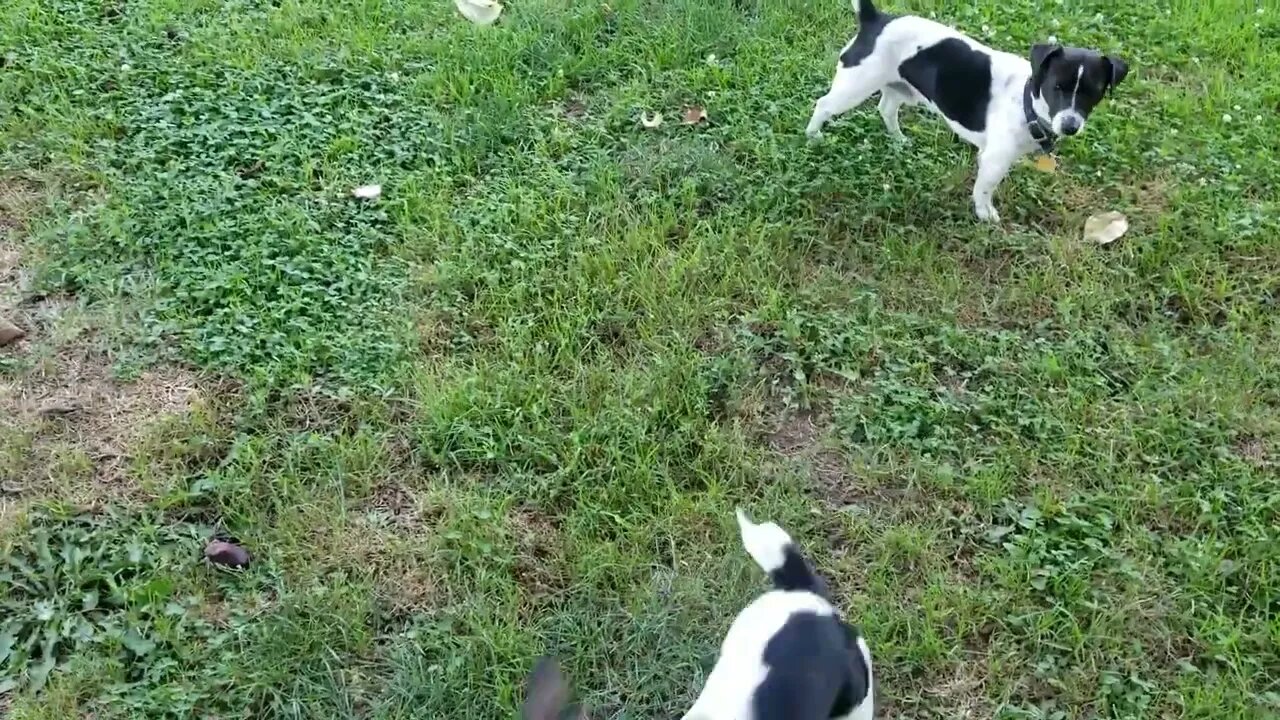 Dog ball catch