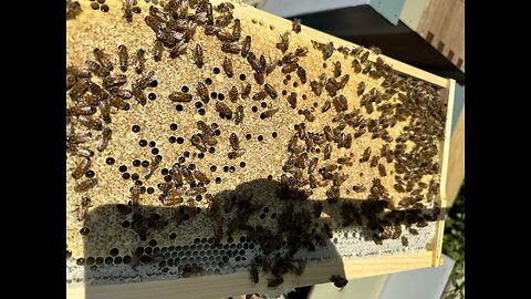 Bee hive inspection 5/25