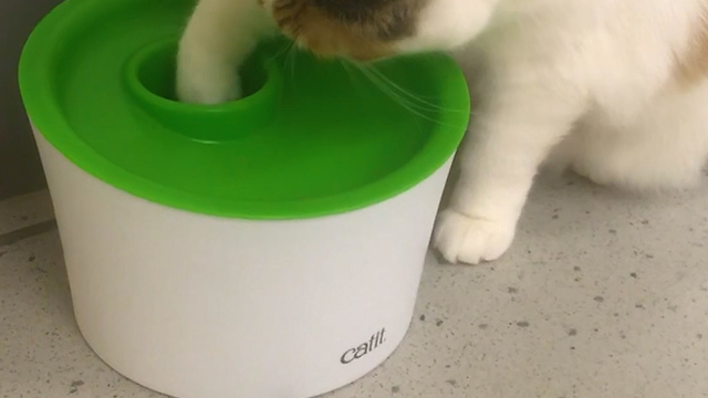 Ingenious food bowl helps overweight cats become healthier