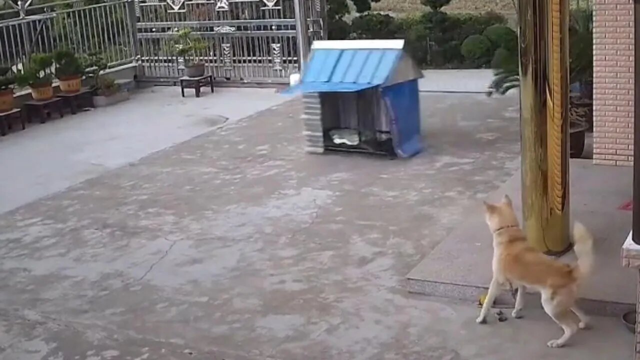 一阵狂风袭来,秋田犬睡觉的狗窝被风吹跑了,狗子吓到一脸懵逼