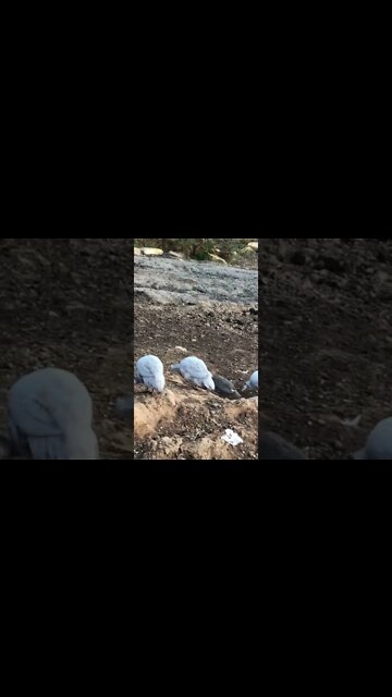 Baby guinea fowl free ranging before bed time