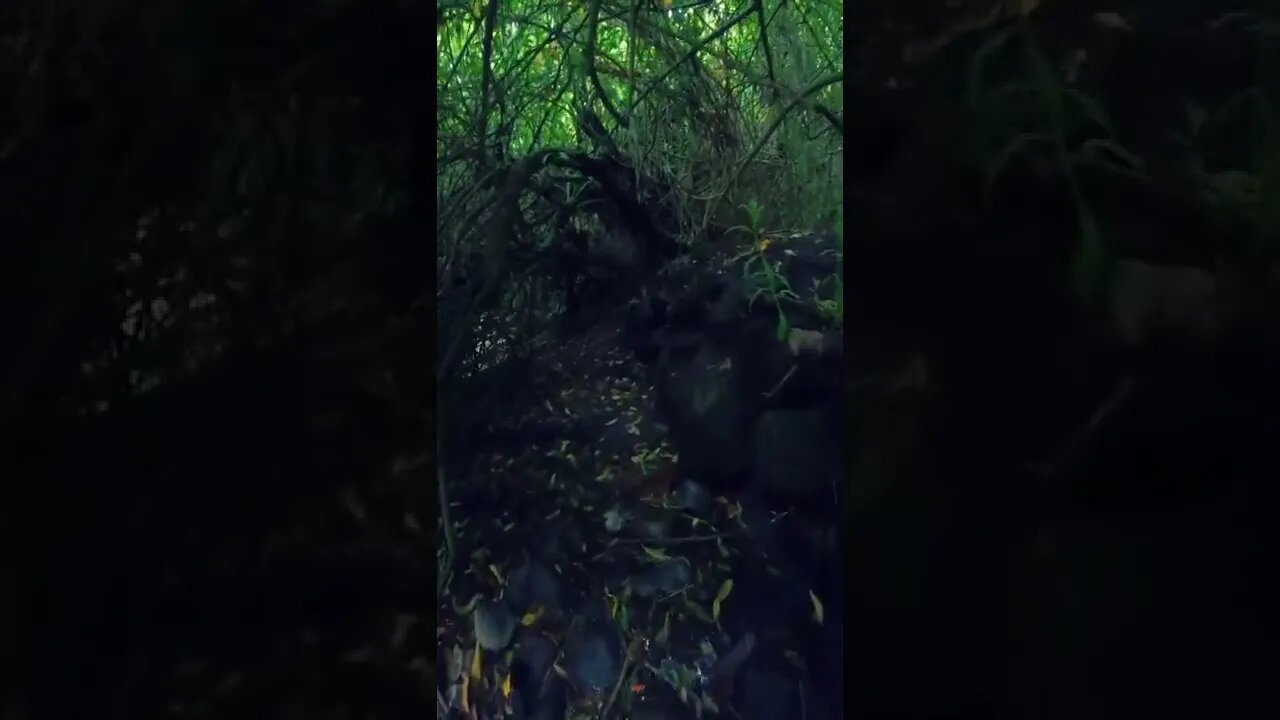 nature#perfectforest#trail#shorts