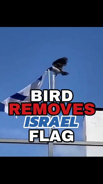 𝗕𝗜𝗥𝗗 𝙍𝙀𝙈𝙊𝙑𝙀𝙎 𝗜𝗦𝗥𝗔𝗘𝗟 𝗙𝗟𝗔𝗚 🐦🇮🇱