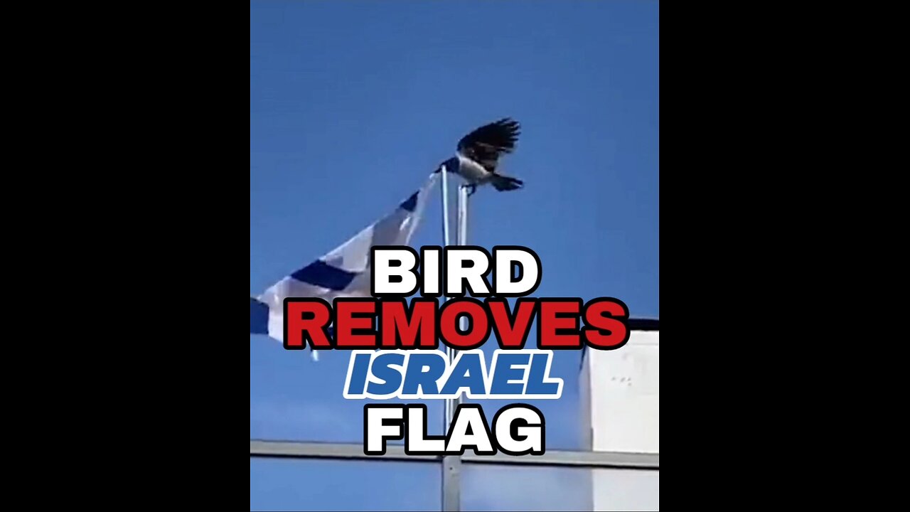 𝗕𝗜𝗥𝗗 𝙍𝙀𝙈𝙊𝙑𝙀𝙎 𝗜𝗦𝗥𝗔𝗘𝗟 𝗙𝗟𝗔𝗚 🐦🇮🇱