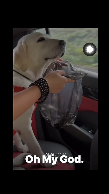 【 Funny dogs 2024 】This dog wanna vomiti in the car.