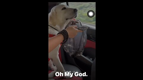 【 Funny dogs 2024 】This dog wanna vomiti in the car.