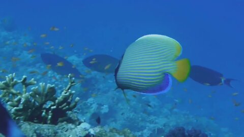 coral reefs fish