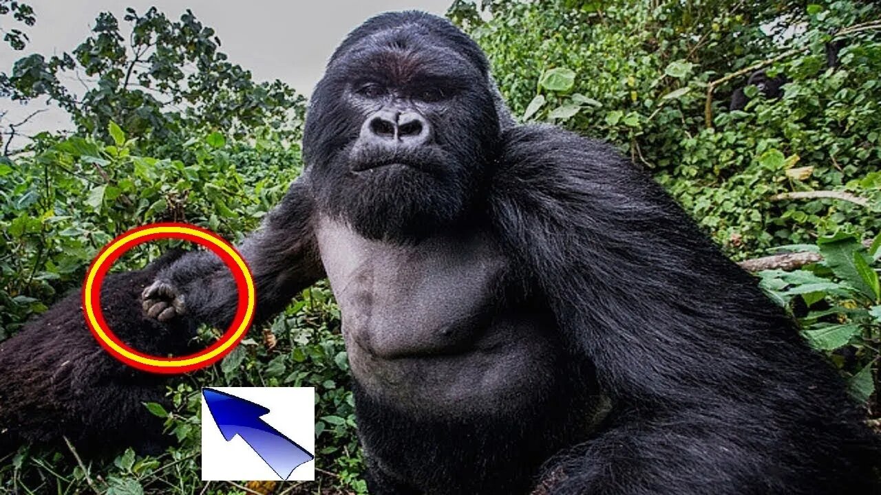 Gorilla KILLS Peoples? [ MYTH or REALITY ]