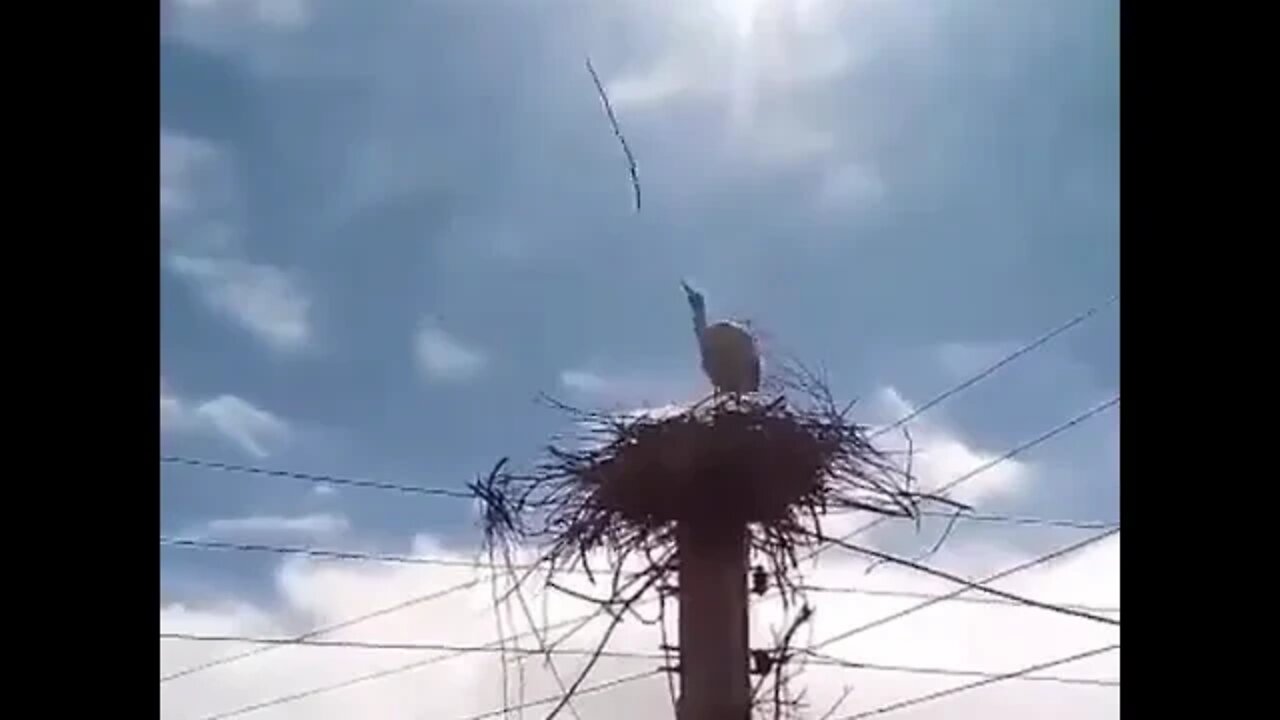 Helping Storks Build a Nest