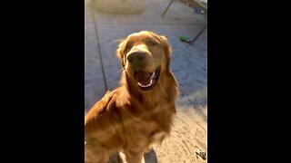 Golden retriever caught being silly