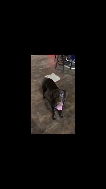 Friendly Labrador Dog Loves Soccer Ball