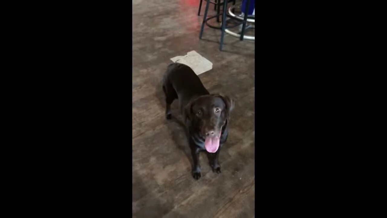 Friendly Labrador Dog Loves Soccer Ball