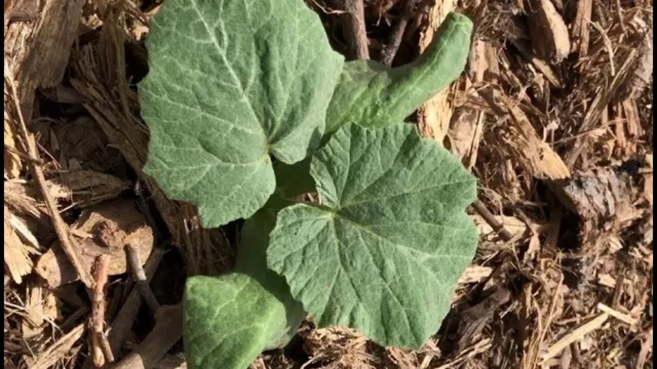 TRANSPLANTING SQUASH!