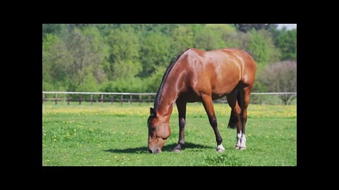 Horse eating grass