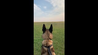 Looking prairie dogs in Badland NP