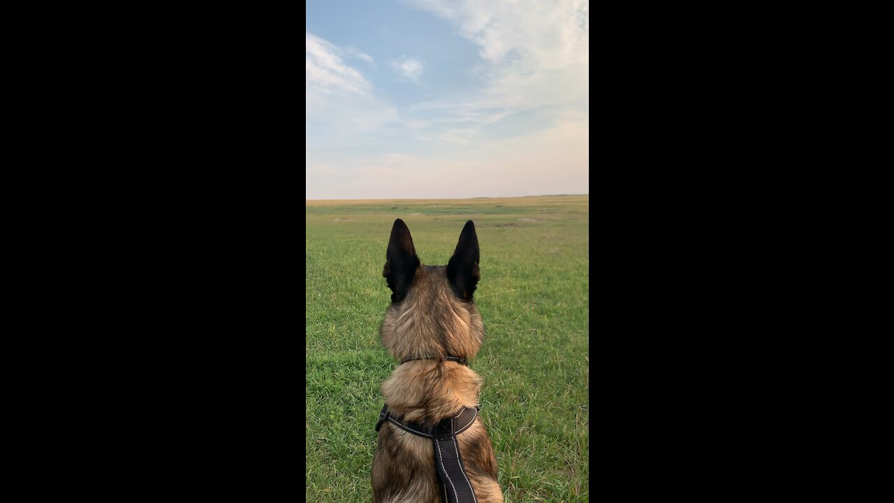 Looking prairie dogs in Badland NP