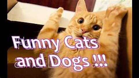 Funny cats and dogs video compilation. TRY NOT TO LAUGH