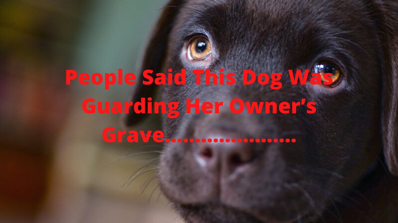 People Said This Dog Was Guarding Her Owner’s Grave, But One Rescuer Uncovered A Stunning Secret