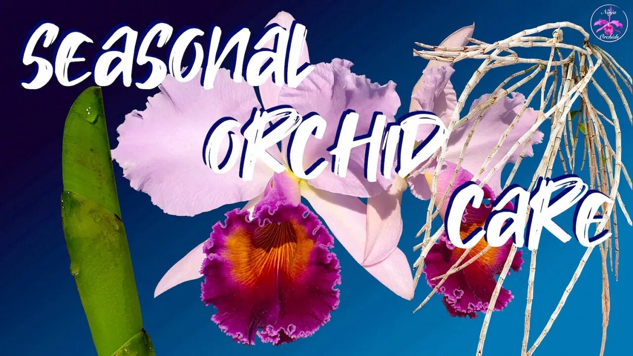 Seasonal Orchid Care | Simple time saving orchid care tips NO tricks! Know your seasons!