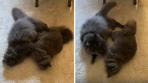 Loving kittens love to playfully fight 😲