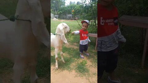 Little Mario feeding to goat/ Playing #cute #shorts