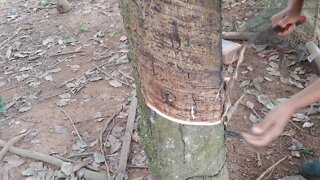 Cutting a Thailand Rubber Tree