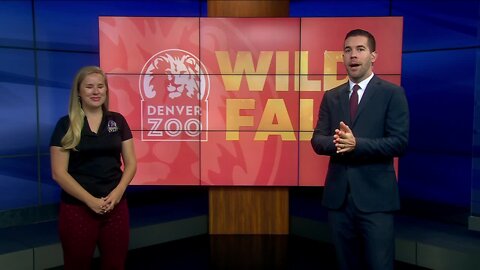 ‘Wild Fall’ at Denver Zoo offers a reimagined fall celebration