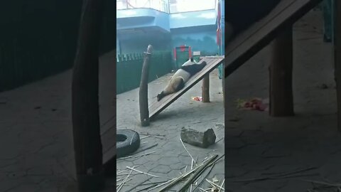 Hit 👍🔔 & SUBSCRIBE for more 🌈🦄🍄🍡🍭🍬🎪Just how much do #pandas love to play on the slide?🐼😂 #cute#funny