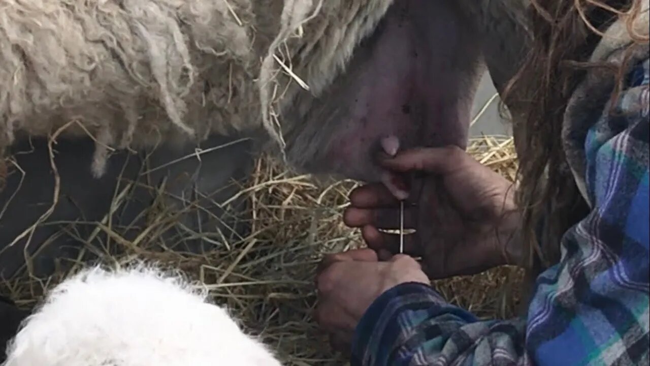 Drain Mastitis From Sore Teats With A Cánula!