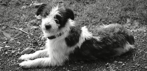 Cute Dog in black and white