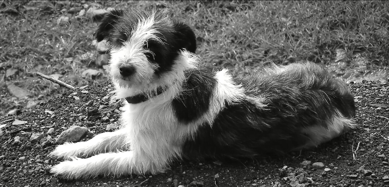 Cute Dog in black and white